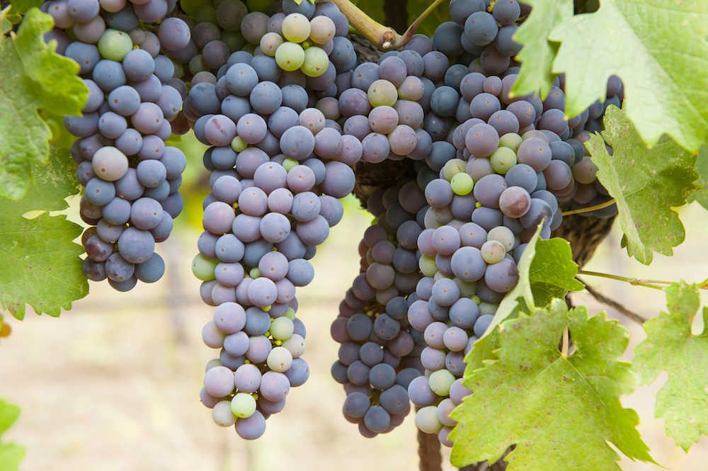 Clusters of organically grown California Zinfandel grapes, ripening from green to blue berries.