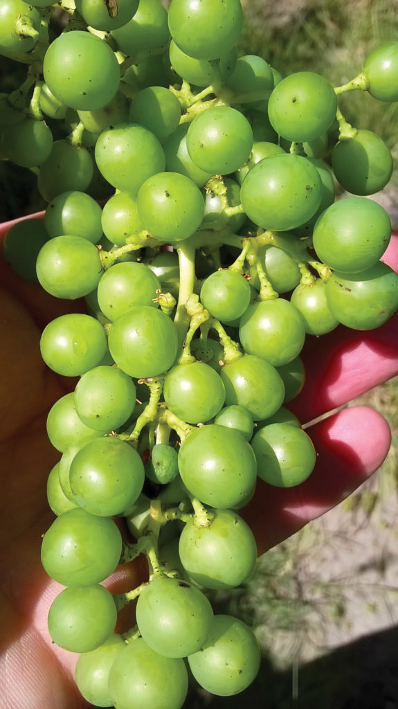 A cluster of Argentine Semillon grapes