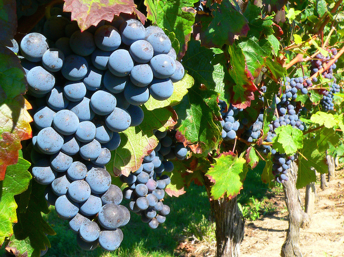 grape-on-the-vine-1326015-1280x960