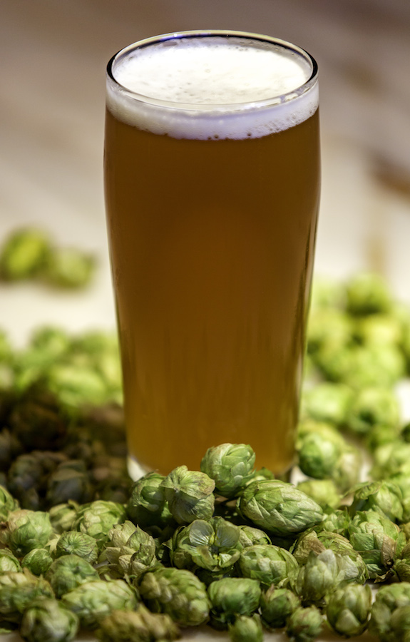 An india pale ale beer in a glass surrounded by fresh cut hops. Hops is one of the four main ingredients in beer and gives IPAs their signature floral aroma and flavor.