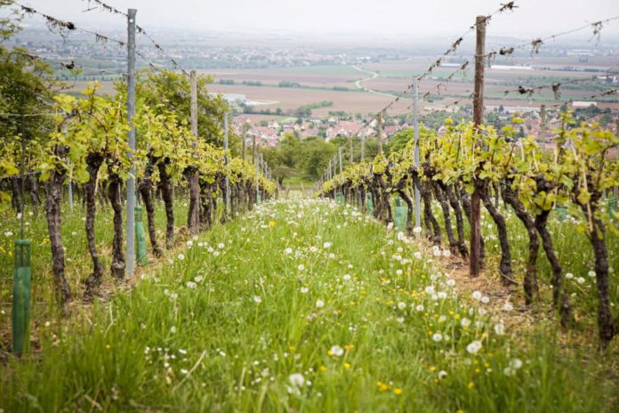 Vineyard Soils meaning terroir wine wines what does