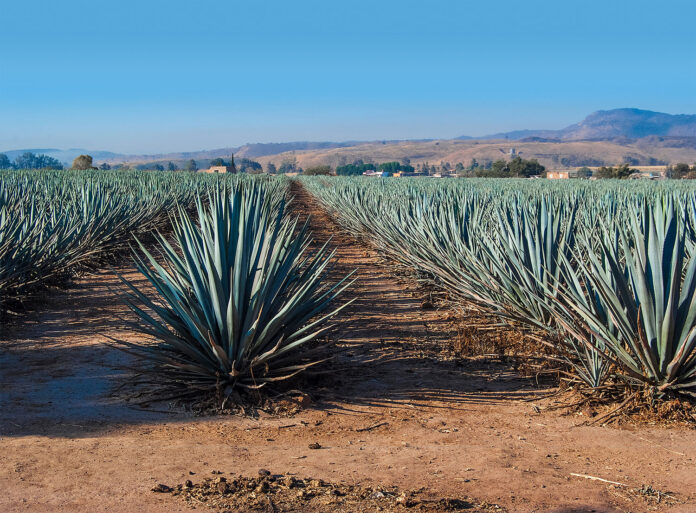 Bacanora Raicilla Sotol mezcal tequila spirits what is are mexican mexico