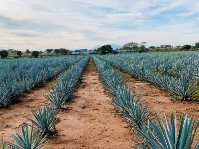 tequila sustainable sustainability agave growth