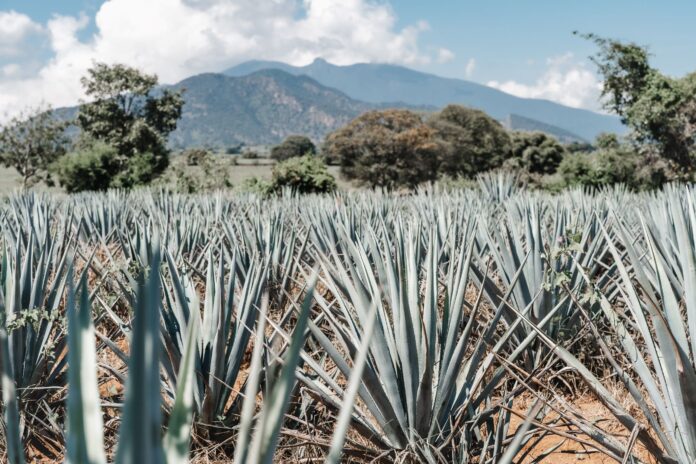 on and off podcast david suro tequila book tequilas project Siembra Azul